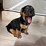 puppy, dog, animal, pet, small, black, brown, floor, wooden_floor, indoor, cute, young, yawning, open_mouth, fur, mammal, domestic_animal, expression, sitting, muzzle