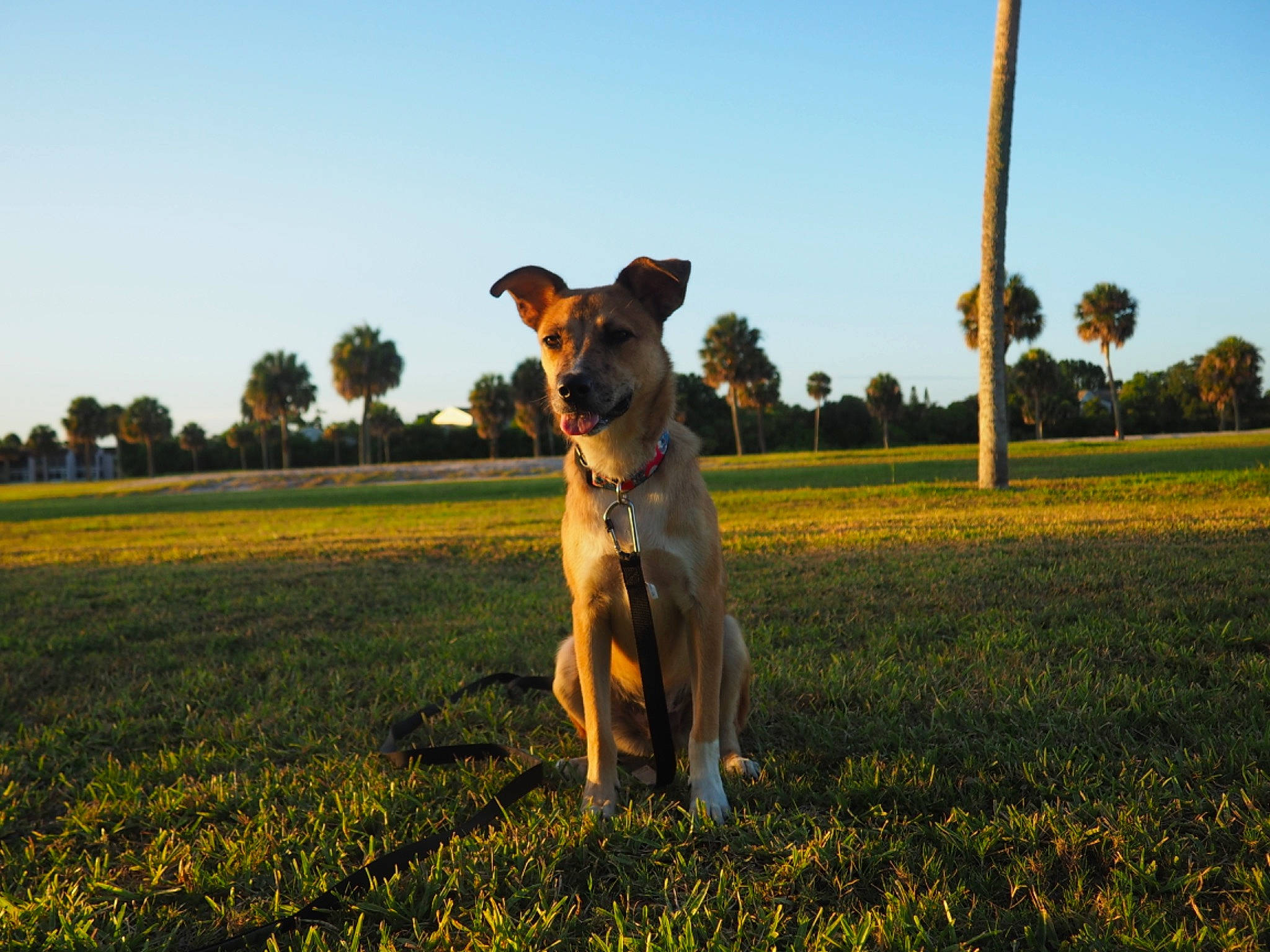 Sailor joined the competition — help win amazing prizes! carnivore, companion_dog, dog, dog_breed, fawn, grass, grass_family, grassland, happy, landscape, meadow, people_in_nature, plain, plant, prairie, sky, snout, sporting_group, tree, working_animal
