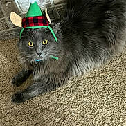 Felix joined the competition — help win amazing prizes! cat, gray_cat, fluffy, carpet, hat, elf_hat, costume, wide_eyes, indoor, pet, feline, animal, resting, stone_wall, plush_fur, curious, holiday, festive, cute, domestic_animal