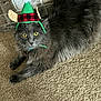 cat, gray_cat, fluffy, carpet, hat, elf_hat, costume, wide_eyes, indoor, pet, feline, animal, resting, stone_wall, plush_fur, curious, holiday, festive, cute, domestic_animal