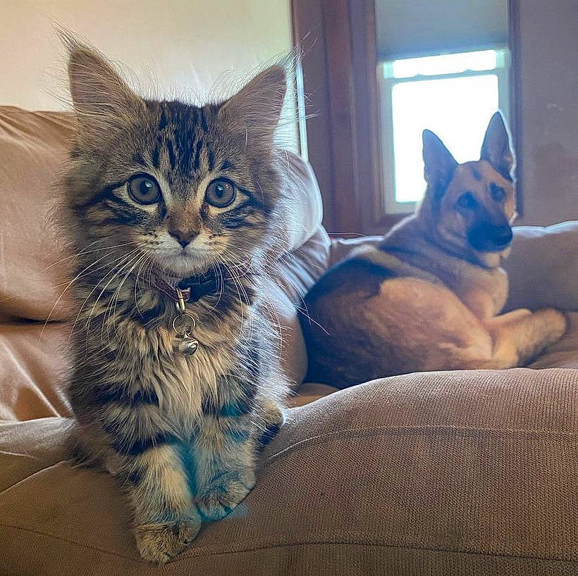 Billie is registered to the contest to win money with this photo: carnivore, cat, comfort, companion_dog, couch, dog, dog_breed, domestic_short_haired_cat, felidae, fur, mammal, paw, sitting, sky, small_to_medium_sized_cats, snout, square, tail, whiskers, window