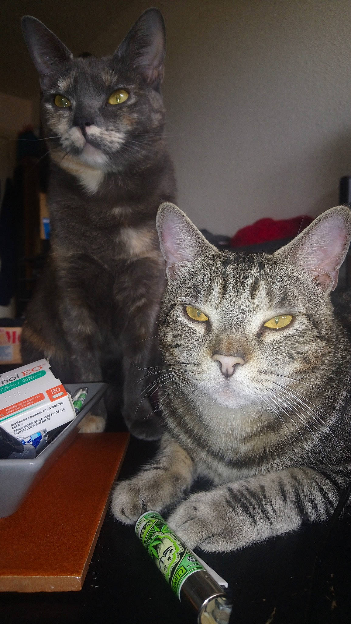 Pistache a rejoint le concours — aidez-le/la à gagner de superbes lots ! american_shorthair, asian, australian_mist, british_shorthair, california_spangled, carnivore, cat, chartreux, domestic_short_haired_cat, european_shorthair, felidae, kitten, korat, mammal, nebelung, russian_blue, small_to_medium_sized_cats, tabby_cat, vertebrate, whiskers