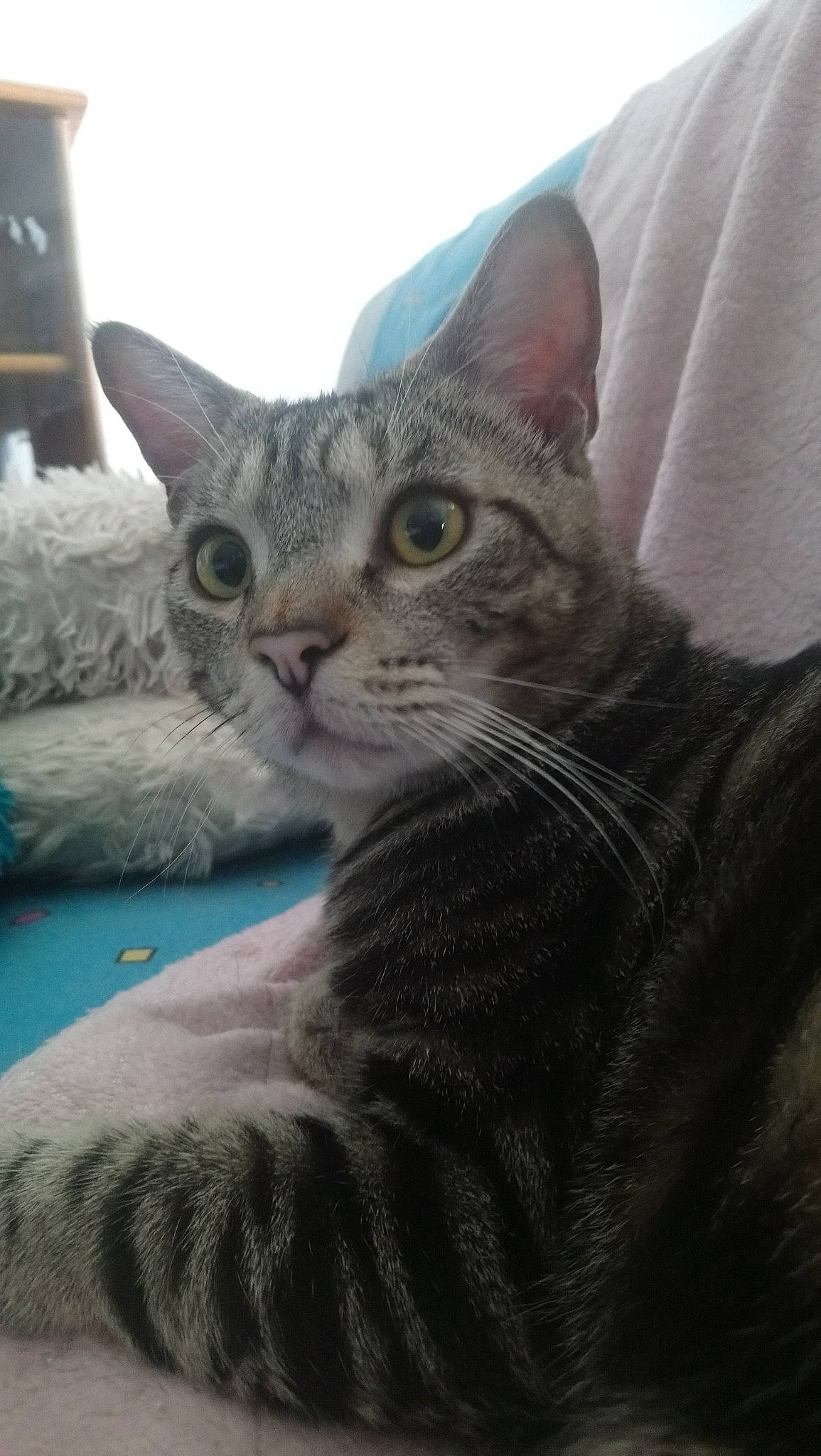 Poupy participe au concours pour gagner de l'argent avec cette photo : aegean_cat, american_shorthair, american_wirehair, asian, australian_mist, california_spangled, carnivore, cat, domestic_short_haired_cat, dragon_li, egyptian_mau, european_shorthair, felidae, kitten, mammal, pixie_bob, small_to_medium_sized_cats, tabby_cat, vertebrate, whiskers