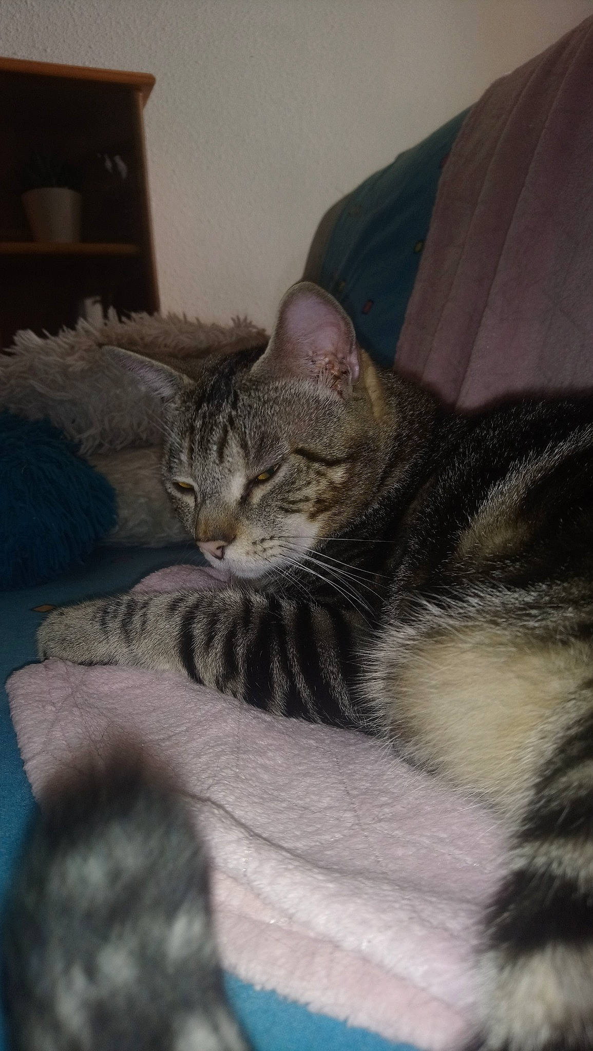 Poupy participe au concours pour gagner de l'argent avec cette photo : aegean_cat, american_shorthair, american_wirehair, asian, california_spangled, carnivore, cat, domestic_short_haired_cat, dragon_li, egyptian_mau, european_shorthair, felidae, fur, kitten, mammal, pixie_bob, small_to_medium_sized_cats, snout, tabby_cat, whiskers