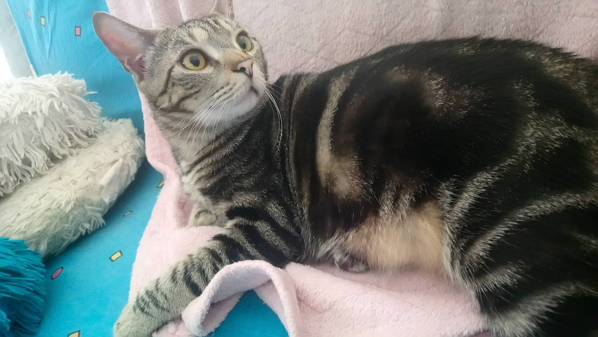 Poupy participe au concours pour gagner de l'argent avec cette photo : american_shorthair, american_wirehair, asian, australian_mist, california_spangled, carnivore, cat, domestic_short_haired_cat, dragon_li, european_shorthair, felidae, german_rex, kitten, mammal, ocicat, small_to_medium_sized_cats, sokoke, tabby_cat, vertebrate, whiskers