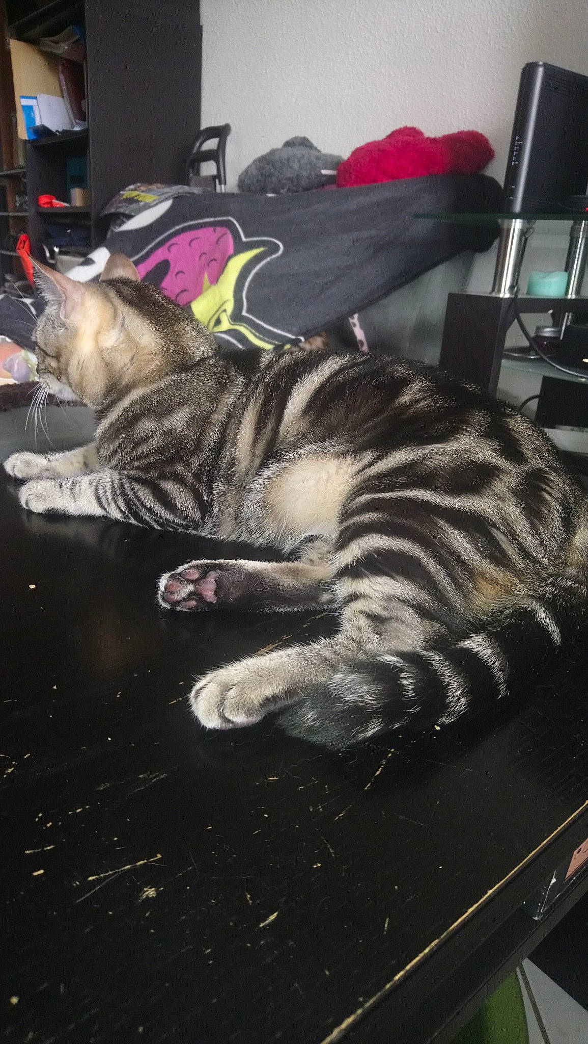 Poupy participe au concours pour gagner de l'argent avec cette photo : carnivore, cat, dragon_li, european_shorthair, felidae, nap, ocicat, small_to_medium_sized_cats, tabby_cat, whiskers