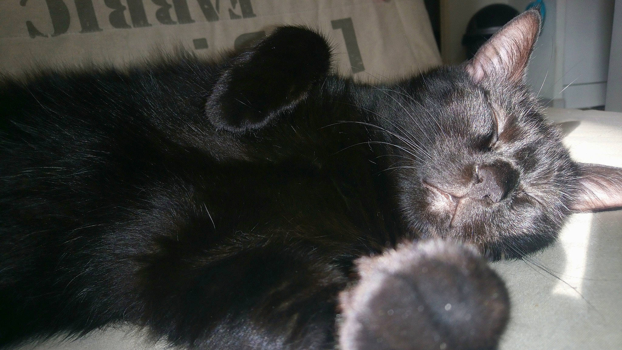 Onyx a rejoint le concours — aidez-le/la à gagner de superbes lots ! asian, black_and_white, black_cat, carnivore, cat, claw, domestic_short_haired_cat, ear, european_shorthair, felidae, fur, kitten, paw, polydactyl_cat, small_to_medium_sized_cats, snout, tail, whiskers