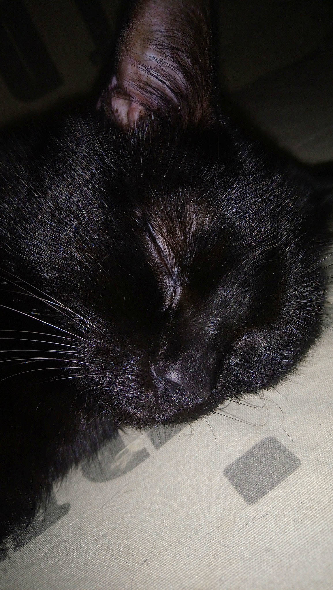 Onyx a rejoint le concours — aidez-le/la à gagner de superbes lots ! black, black_cat, black_hair, carnivore, cat, claw, close_up, ear, eye, felidae, fur, hair, nap, nose, paw, sleep, small_to_medium_sized_cats, snout, tail, whiskers