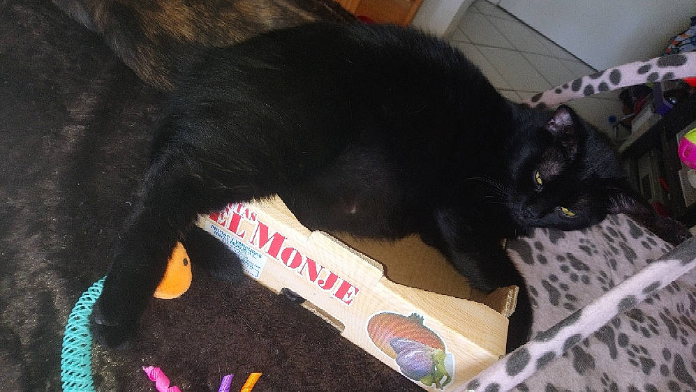 Onyx participe au concours pour gagner de l'argent avec cette photo : black_cat, black_hair, canidae, cat, tail