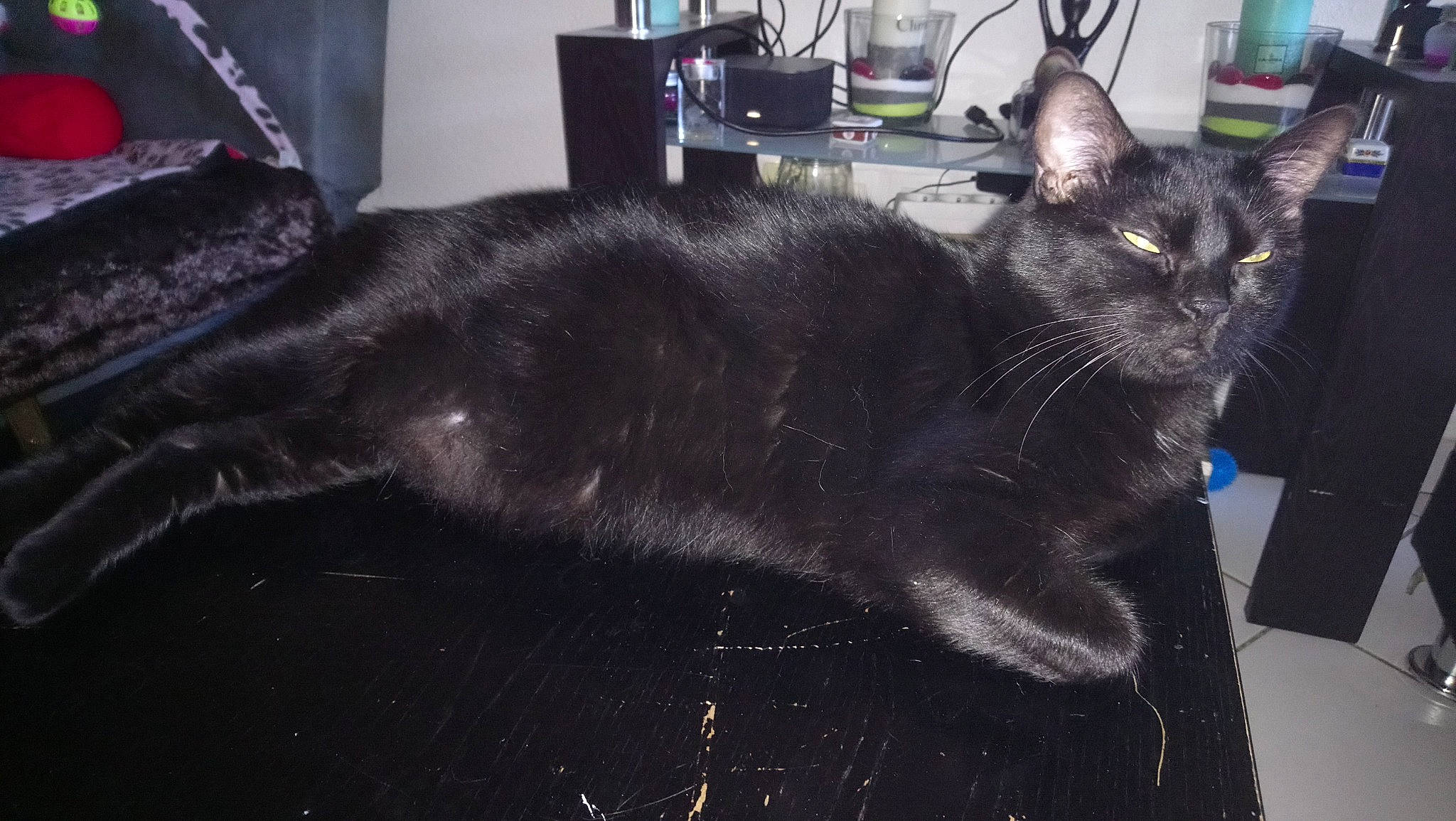 Onyx participe au concours pour gagner de l'argent avec cette photo : asian, black_cat, bombay, carnivore, cat, domestic_long_haired_cat, domestic_short_haired_cat, european_shorthair, felidae, korat, mammal, oriental_longhair, small_to_medium_sized_cats, tail, whiskers