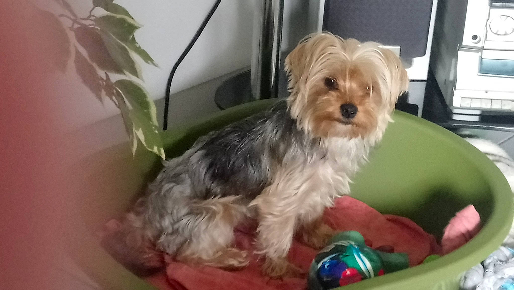 Mandy participe au concours pour gagner de l'argent avec cette photo : australian_silky_terrier, biewer_terrier, canidae, carnivore, companion_dog, dog, dog_breed, maltepoo, maltese, mammal, morkie, puppy, schnoodle, shih_tzu, small_terrier, snout, sporting_lucas_terrier, terrier, vertebrate, yorkshire_terrier