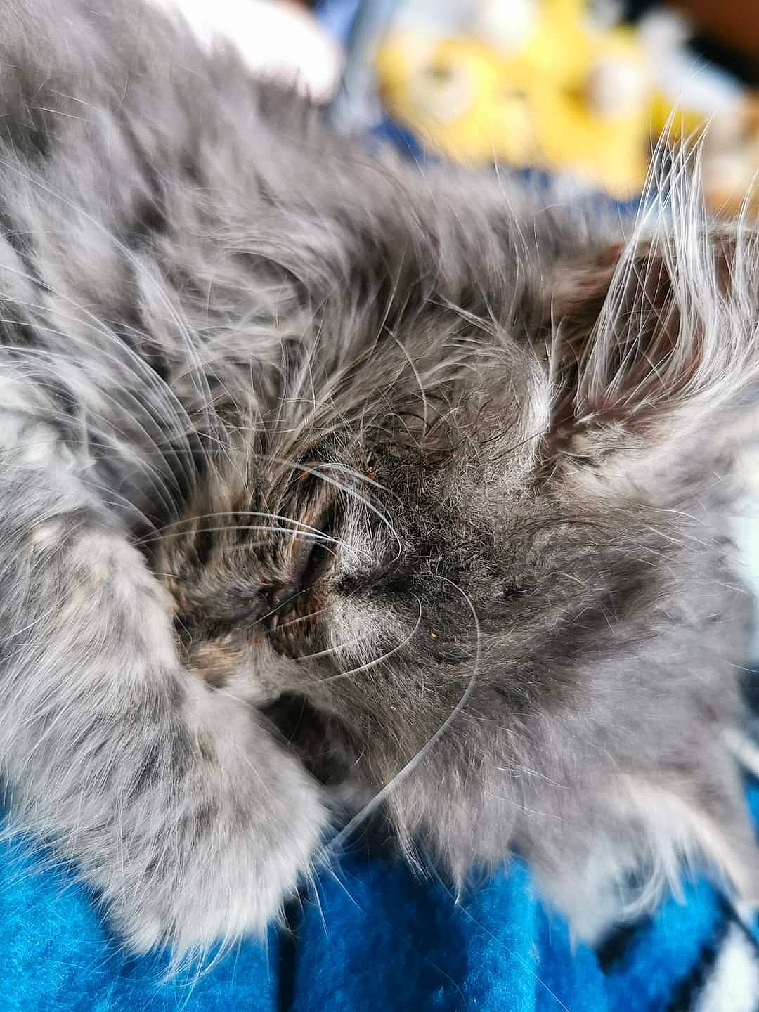 Eclyspe a rejoint le concours — aidez-le/la à gagner de superbes lots ! blue, british_longhair, carnivore, cat, claw, close_up, domestic_short_haired_cat, electric_blue, felidae, fur, macro_photography, small_to_medium_sized_cats, snout, tail, terrestrial_animal, whiskers, wildlife