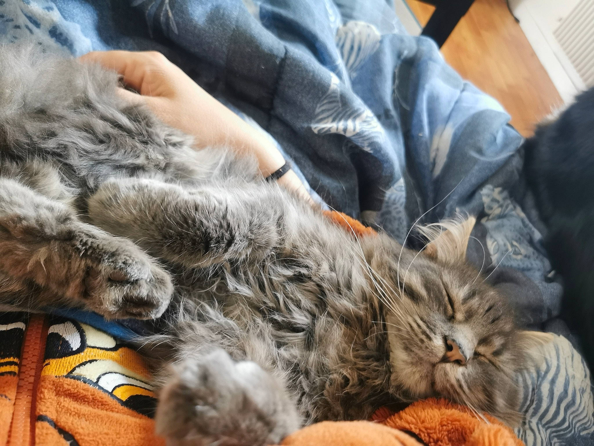 Eclyspe a rejoint le concours — aidez-le/la à gagner de superbes lots ! carnivore, cat, claw, comfort, domestic_short_haired_cat, felidae, fur, grey, lap, mammal, nap, paw, sleep, small_to_medium_sized_cats, snout, tail, vertebrate, whiskers