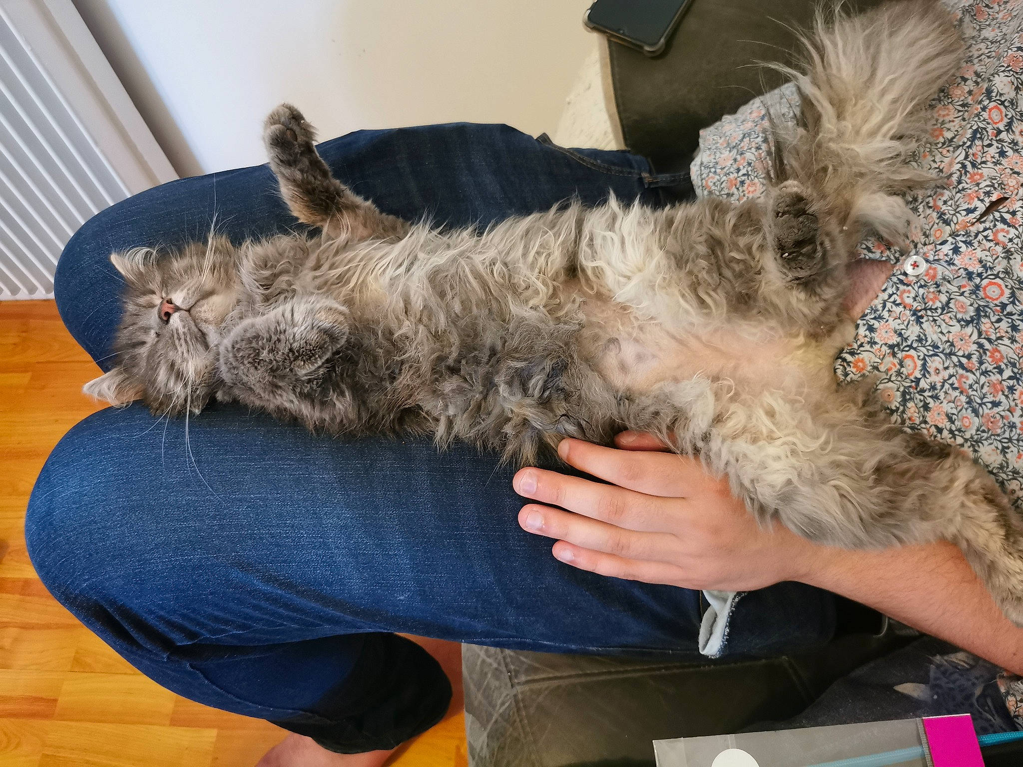 Eclyspe participe au concours pour gagner de l'argent avec cette photo : canidae, carnivore, comfort, companion_dog, dog, dog_breed, fawn, fur, hardwood, mammal, nap, puppy, small_terrier, sporting_group, terrier, toy_dog, vertebrate, water_dog, wood, yorkipoo