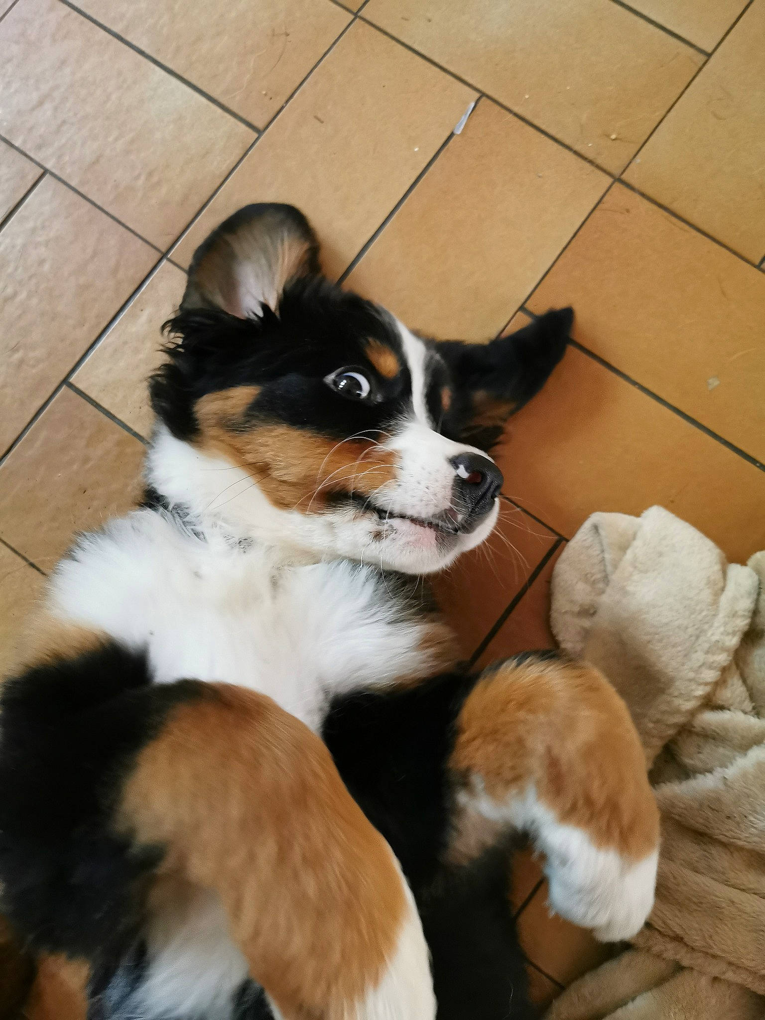 Neige a rejoint le concours — aidez-le/la à gagner de superbes lots ! canidae, carnivore, companion_dog, dog, dog_breed, door, flooring, fur, hardwood, herding_dog, paw, puppy, snout, sporting_group, tail, terrestrial_animal, whiskers, wood, working_animal, working_dog