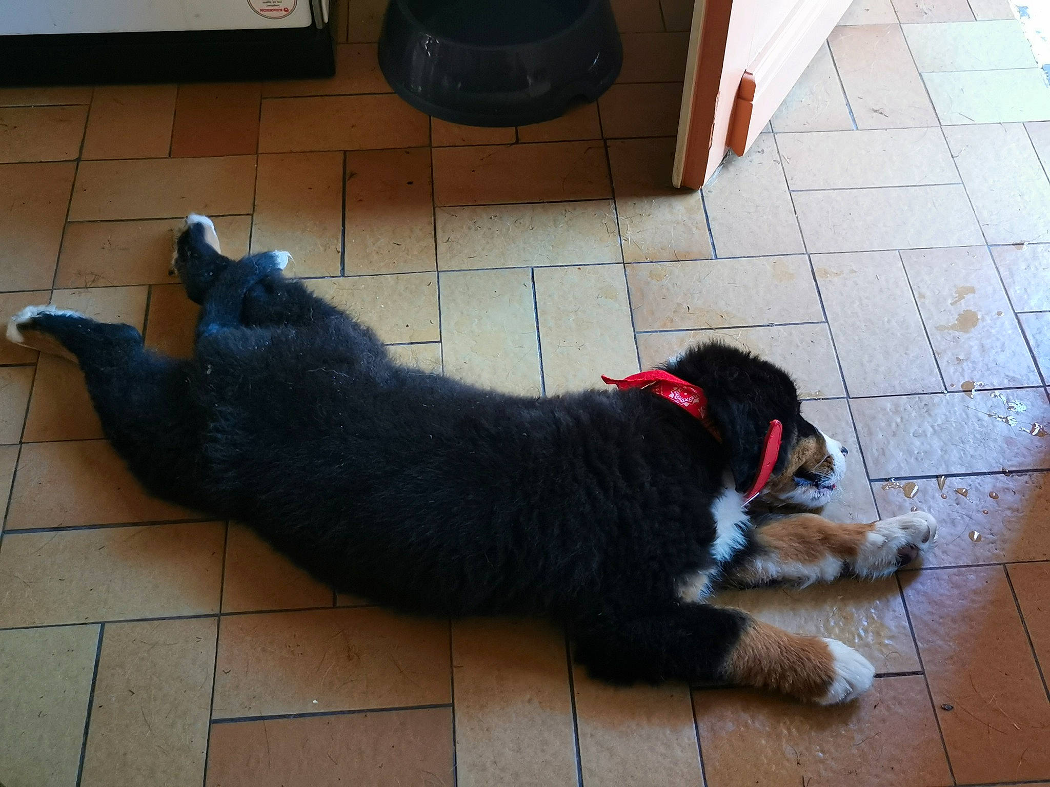 Neige a rejoint le concours — aidez-le/la à gagner de superbes lots ! canidae, carnivore, collar, companion_dog, dog, dog_breed, dog_supply, door_mat, felidae, floor, flooring, fur, hardwood, leash, mammal, pet_supply, small_to_medium_sized_cats, snout, tail, working_animal