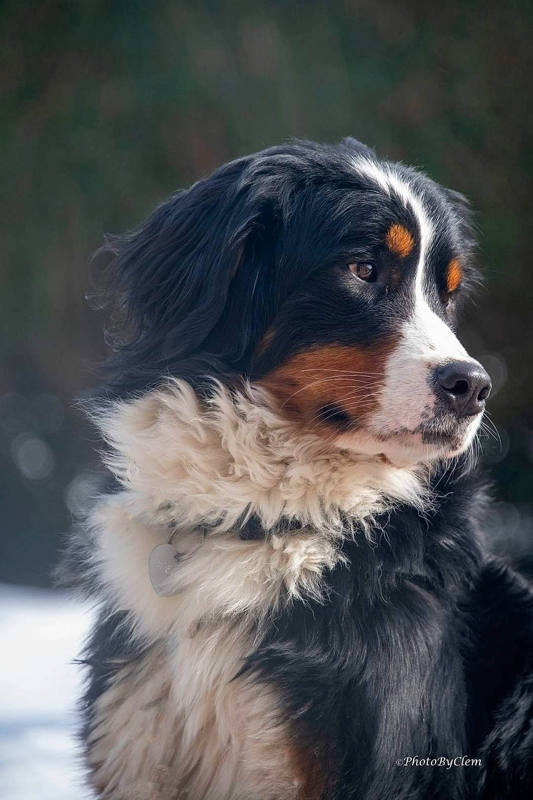 Neige participe au concours pour gagner de l'argent avec cette photo : australian_collie, australian_shepherd, border_collie, canidae, carnivore, companion_dog, dog, dog_breed, fur, herding_dog, sporting_group, terrestrial_animal, whiskers, working_dog