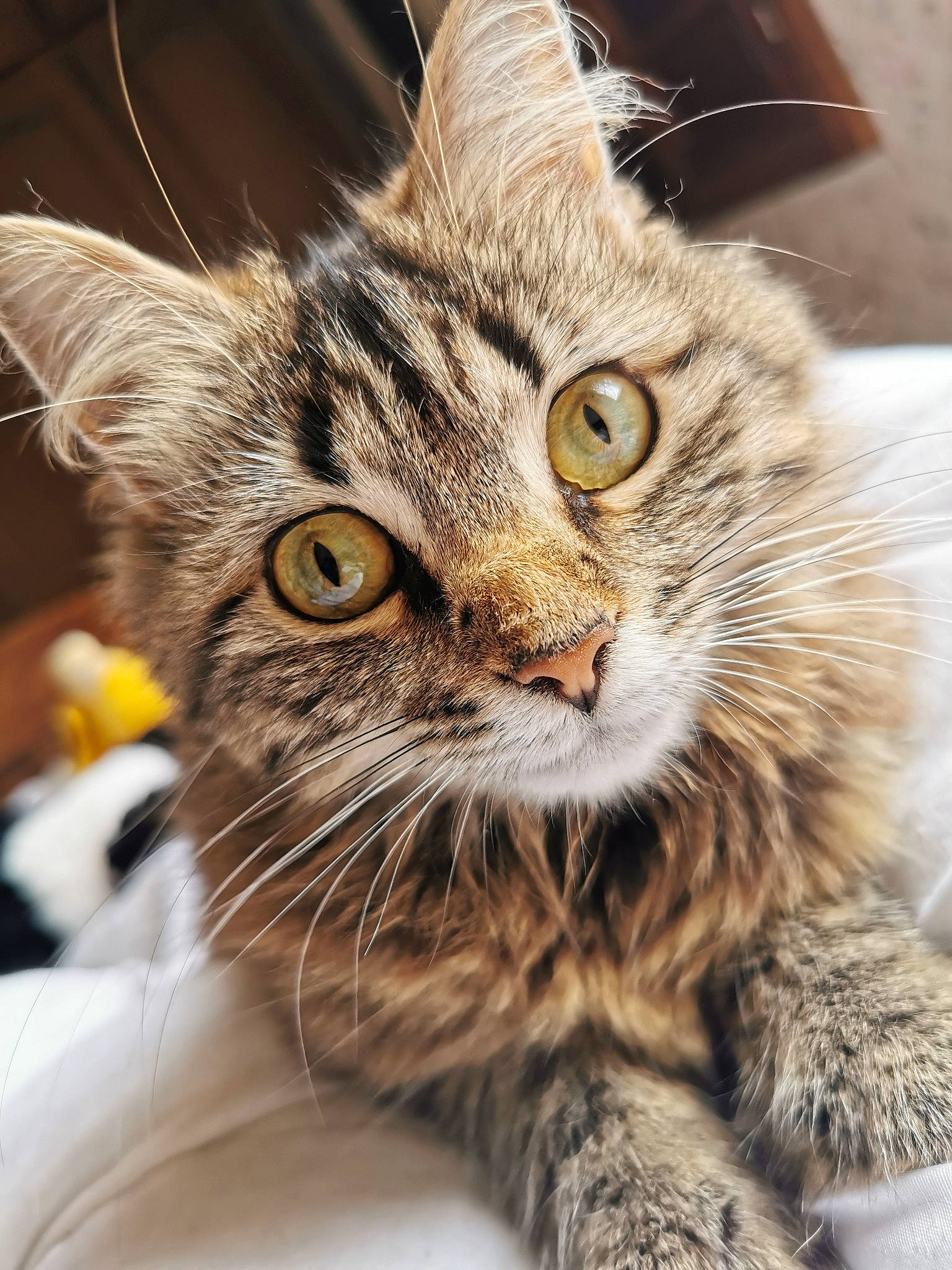 Kiara participe au concours pour gagner de l'argent avec cette photo : carnivore, cat, claw, close_up, domestic_short_haired_cat, felidae, fur, maine_coon, paw, small_to_medium_sized_cats, snout, terrestrial_animal, tree, whiskers, wildlife
