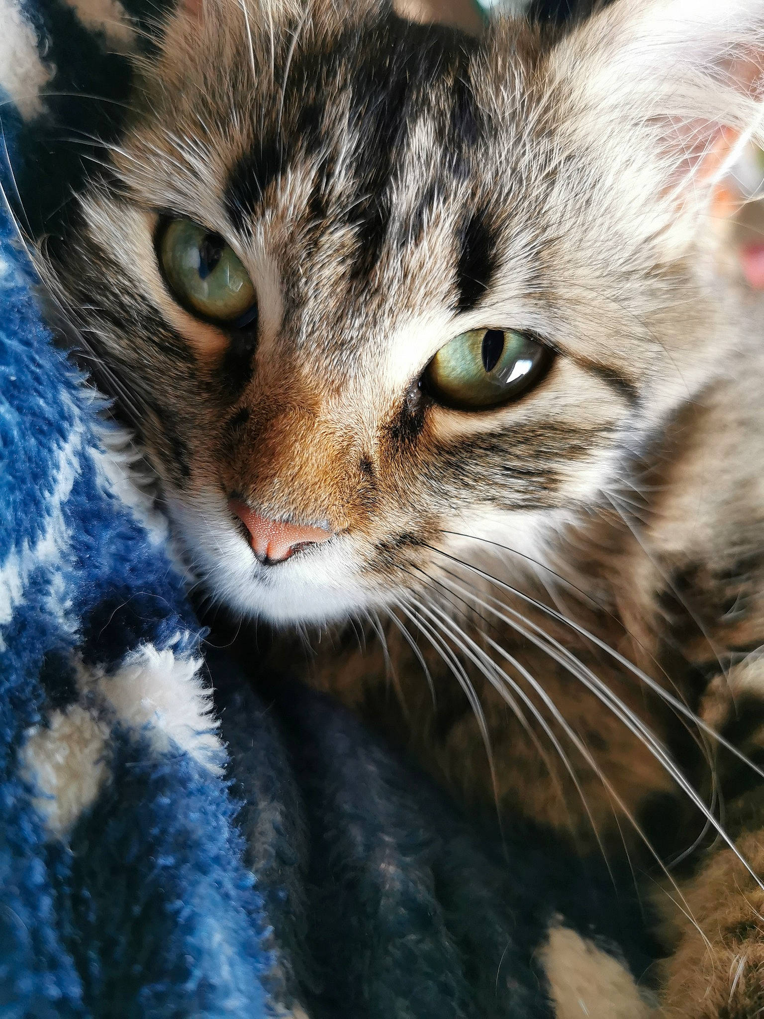 Kiara a rejoint le concours — aidez-le/la à gagner de superbes lots ! carnivore, cat, claw, close_up, domestic_short_haired_cat, electric_blue, eye, felidae, fur, grass, paw, plant, siberian, small_to_medium_sized_cats, terrestrial_animal, tree, whiskers, wildlife