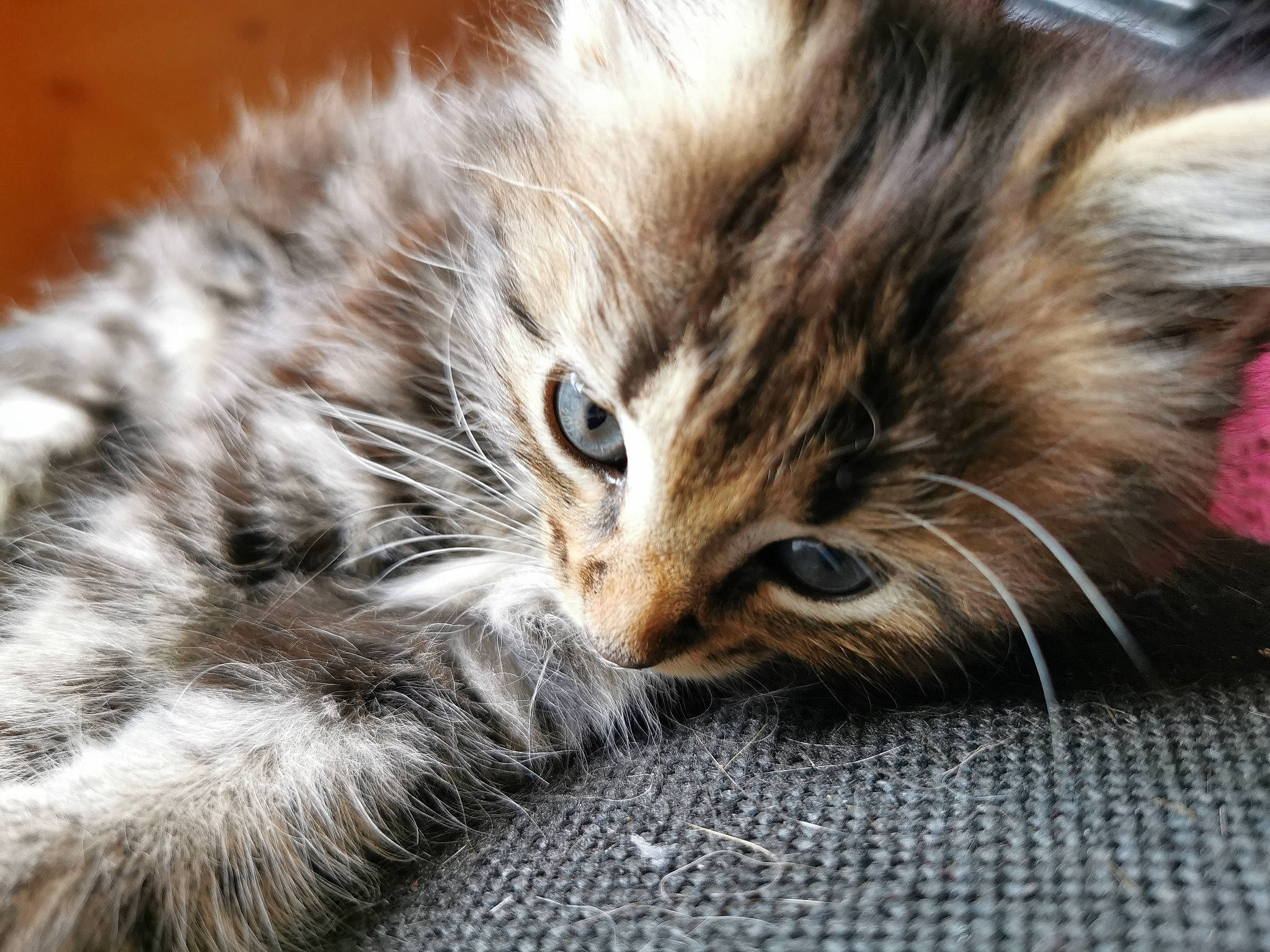 Kiara participe au concours pour gagner de l'argent avec cette photo : carnivore, cat, claw, close_up, comfort, domestic_short_haired_cat, felidae, fur, paw, small_to_medium_sized_cats, snout, terrestrial_animal, whiskers, wildlife