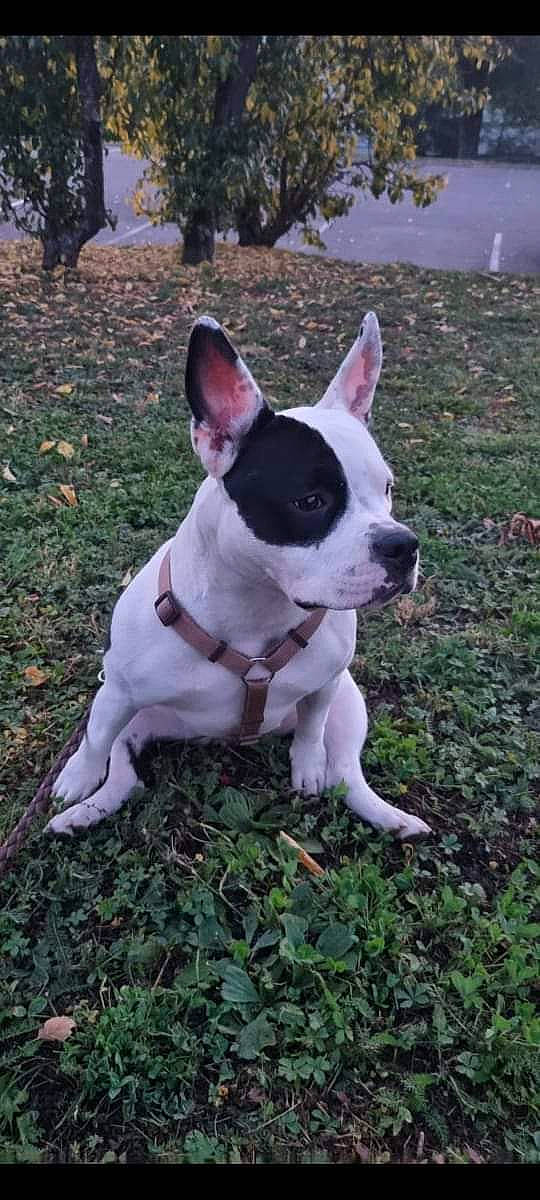 Tia