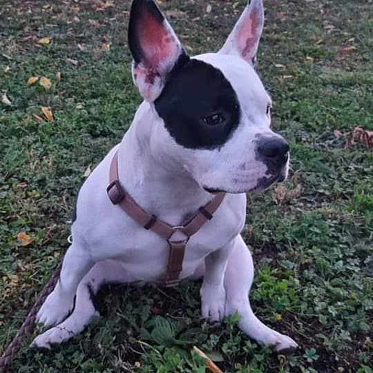 Tia