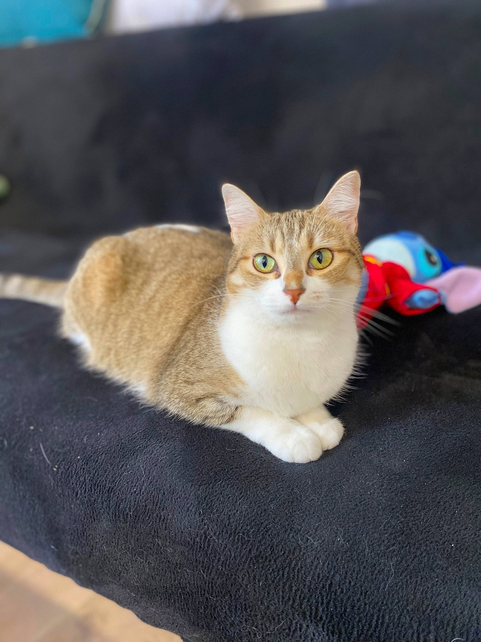 Cachuete participe au concours pour gagner de l'argent avec cette photo : art, carnivore, cat, claw, comfort, domestic_short_haired_cat, fawn, felidae, fur, paw, photo_caption, sitting, small_to_medium_sized_cats, snout, tail, tree, whiskers, wood