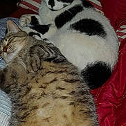 Gina a rejoint le concours — aidez-le/la à gagner de superbes lots ! animal, bed, black_and_white_cat, cat, companion, cozy, cute, domestic_cat, feline, fur, indoor, pet, pillow, red_pillow, relaxed, resting, sleeping, striped_pillow, tabby_cat, whiskers