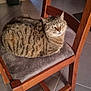 animal, brown, cat, chair, cushion, domestic, ears, eyes, feline, floor, home, indoor, pet, plant, resting, striped, tabby, tile_floor, whiskers, wooden_furniture