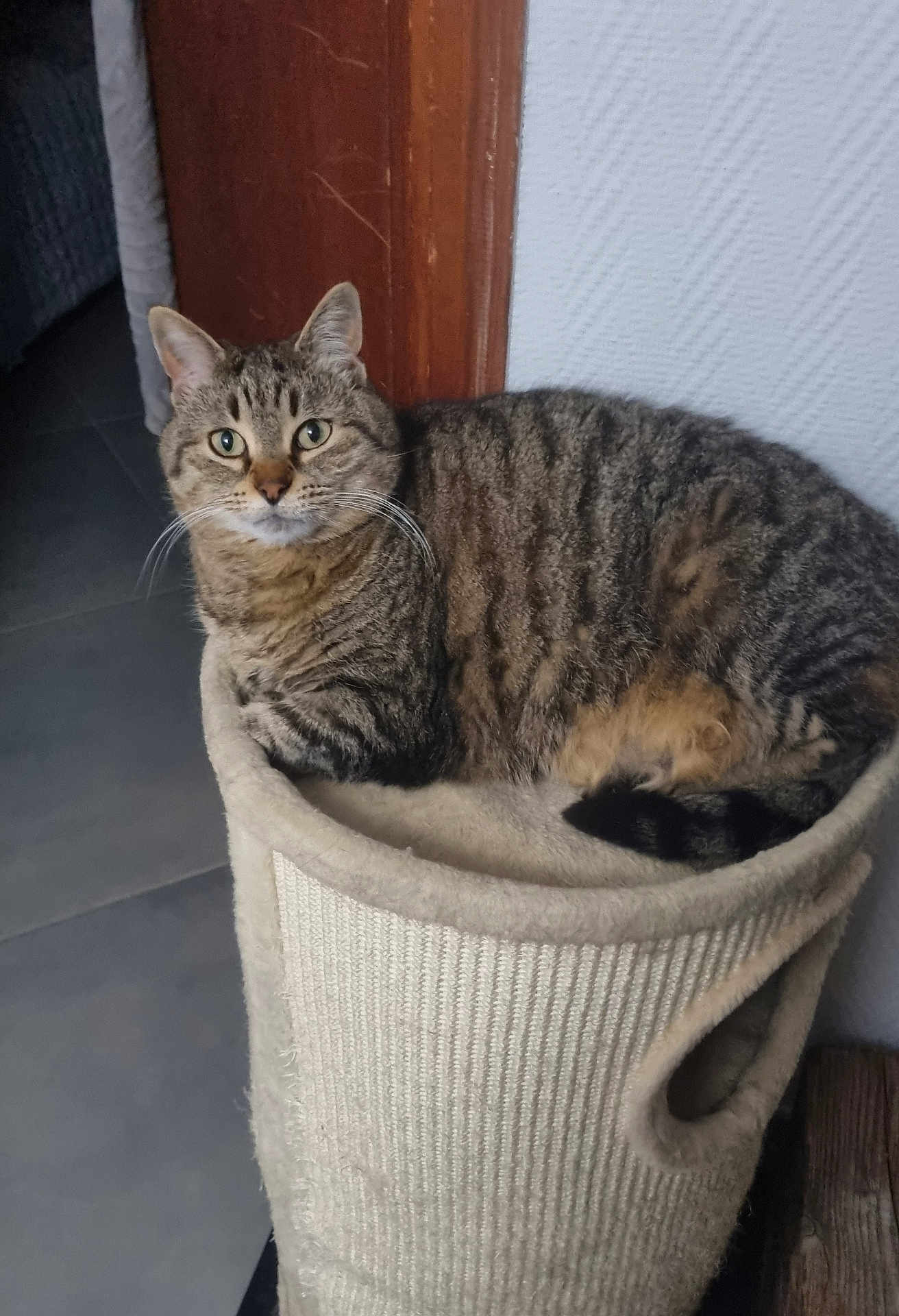 Gina participe au concours pour gagner de l'argent avec cette photo : cat, tabby, pet, feline, animal, indoor, cat_tower, cozy, curious, fur, whiskers, ears, tail, resting, looking, home, wooden_door, wall, floor, comfort