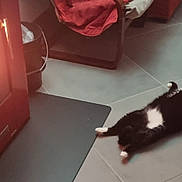 Zoro a rejoint le concours — aidez-le/la à gagner de superbes lots ! cat, indoor, fireplace, floor, relaxed, black_and_white_cat, tile_floor, warm, cozy, chair, bucket, pet, animal, home, resting, feline, comfort, quiet, relaxation, domestic