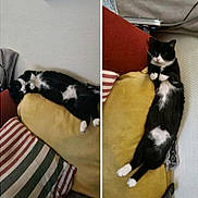 Zoro a rejoint le concours — aidez-le/la à gagner de superbes lots ! animal, black_and_white_cat, cat, comfort, composite_image, cozy, cushion, cute, feline, home, indoor, lounging, pet, relaxed, resting, sleepy, sofa, striped_pillow, two_photos, yellow_cushion