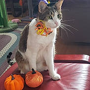 Josey joined the competition — help win amazing prizes! cat, halloween, witch_hat, bow_tie, pumpkin, decorative_pumpkin, indoor, feline, pet, costume, holiday, celebration, red_leather, fur, whiskers, seated, curious, green_eyes, home, carpet