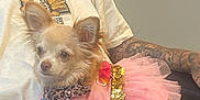 Luna joined the competition — help win amazing prizes! dog, small_dog, pink_tutu, leopard_collar, tattooed_arm, person, tshirt, sunflower_graphic, indoor, pet, cute, lap, seated, casual, furry, animal, relaxed, fashion, accessory, companion