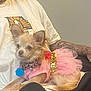 dog, small_dog, pink_tutu, leopard_collar, tattooed_arm, person, tshirt, sunflower_graphic, indoor, pet, cute, lap, seated, casual, furry, animal, relaxed, fashion, accessory, companion