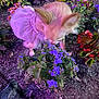 dog, small_dog, dress, pink_dress, flower_bed, purple_flowers, garden, plants, soil, outdoor, pet, curious, animal, nature, colorful_lighting, night, close_up, cute, fluffy, ears