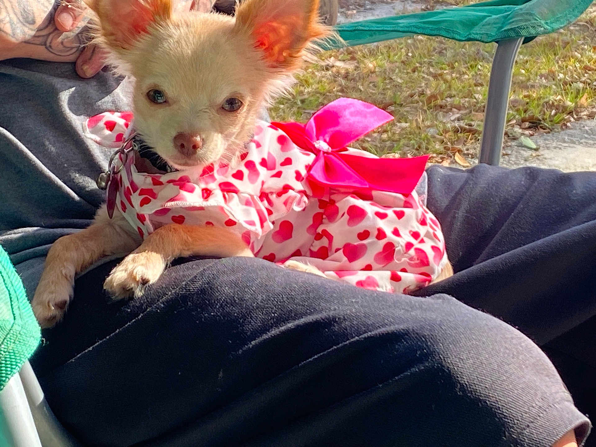 Luna joined the competition — help win amazing prizes! dog, small_dog, chihuahua, pet, outdoor, person, lap, clothing, dress, heart_pattern, pink_bow, sunlight, grass, relaxing, cute, animal, fur, ears, paw, casual
