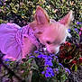 Luna is registered to the contest to win money with this photo: dog, small_dog, pet, flower, purple_flower, garden, plants, bush, outdoor, night, pink_clothing, sparkly, cute, animal, ears, sniffing, nature, soft_lighting, blur, close_up