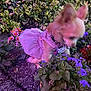 Luna is registered to the contest to win money with this photo: dog, small_dog, tutu, pink_dress, flowers, garden, plants, greenery, night, outdoor, pet, cute, costume, animal, blurry, purple_lighting, nature, fur, sitting, collar