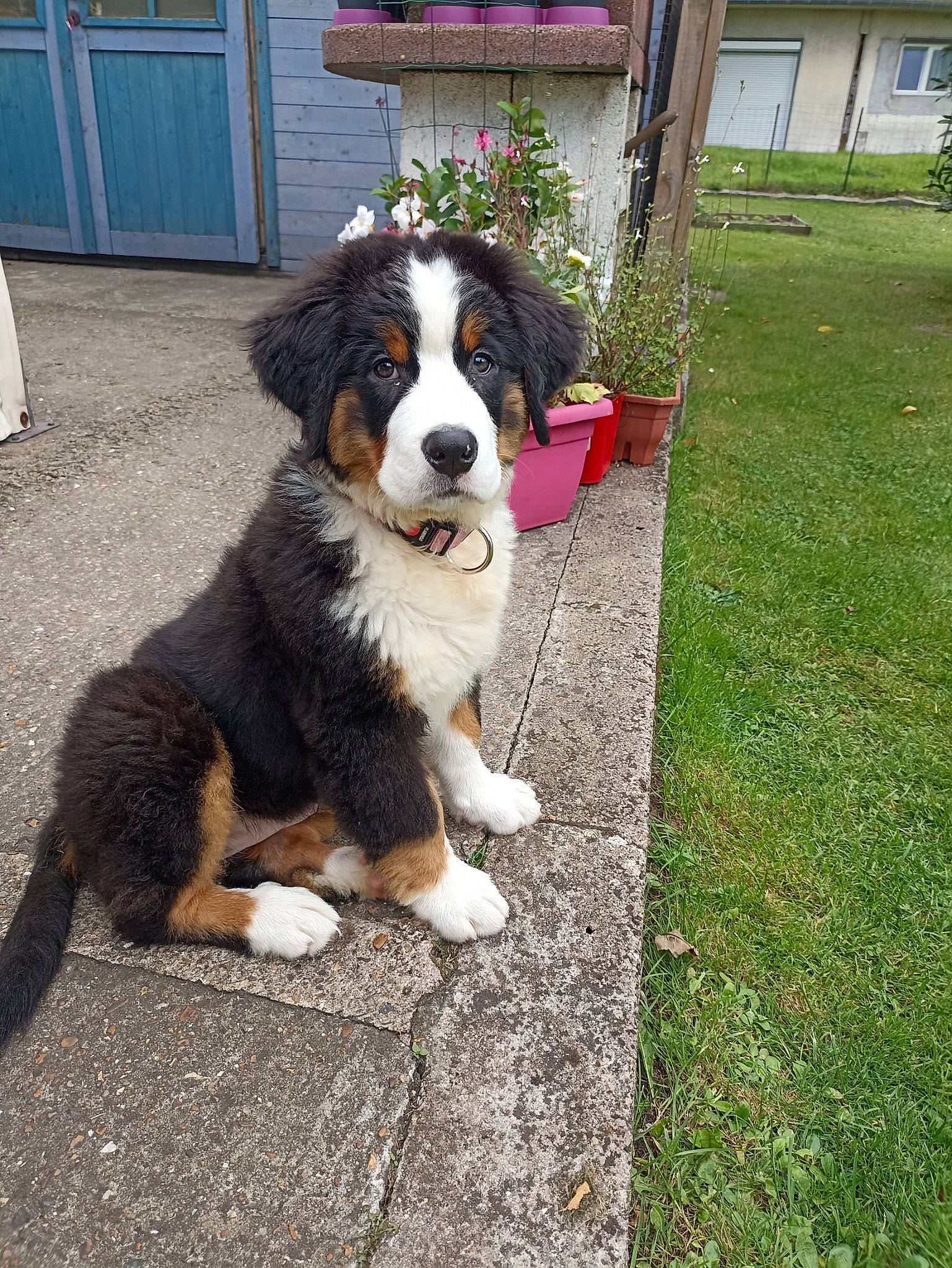 Ulka participe au concours pour gagner de l'argent avec cette photo : bernese_mountain_dog, canidae, carnivore, companion_dog, dog, dog_breed, dog_supply, door, fur, grass, herding_dog, plant, road_surface, sidewalk, snout, sporting_group, tail, window, working_animal, working_dog