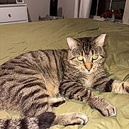 Bart joined the competition — help win amazing prizes! cat, tabby, pet, animal, bed, blanket, indoor, feline, striped, whiskers, sleepy, domestic, fur, resting, cozy, cute, eyes, paw, tail, relaxed