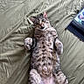 Bart is registered to the contest to win money with this photo: cat, tabby, pet, lying_down, bed, bedspread, fur, paws, whiskers, playful, surprised, indoor, animal, mammal, sleeping_area, photo_album, green, texture, collar, home