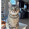 Bart is registered to the contest to win money with this photo: cat, tabby_cat, pet, indoor, table, kitchen, collar, bell, plant, window, furniture, domestic_animal, cute, animal, whiskers, ears, floor, light, home, curious