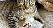 Bart joined the competition — help win amazing prizes! animal, blanket, cat, couch, cozy, fur, furniture, green_eyes, home, indoor, paw, pet, pillow, plush_toy, relaxed, resting, sheep_toy, stuffed_animal, tabby_cat, whiskers