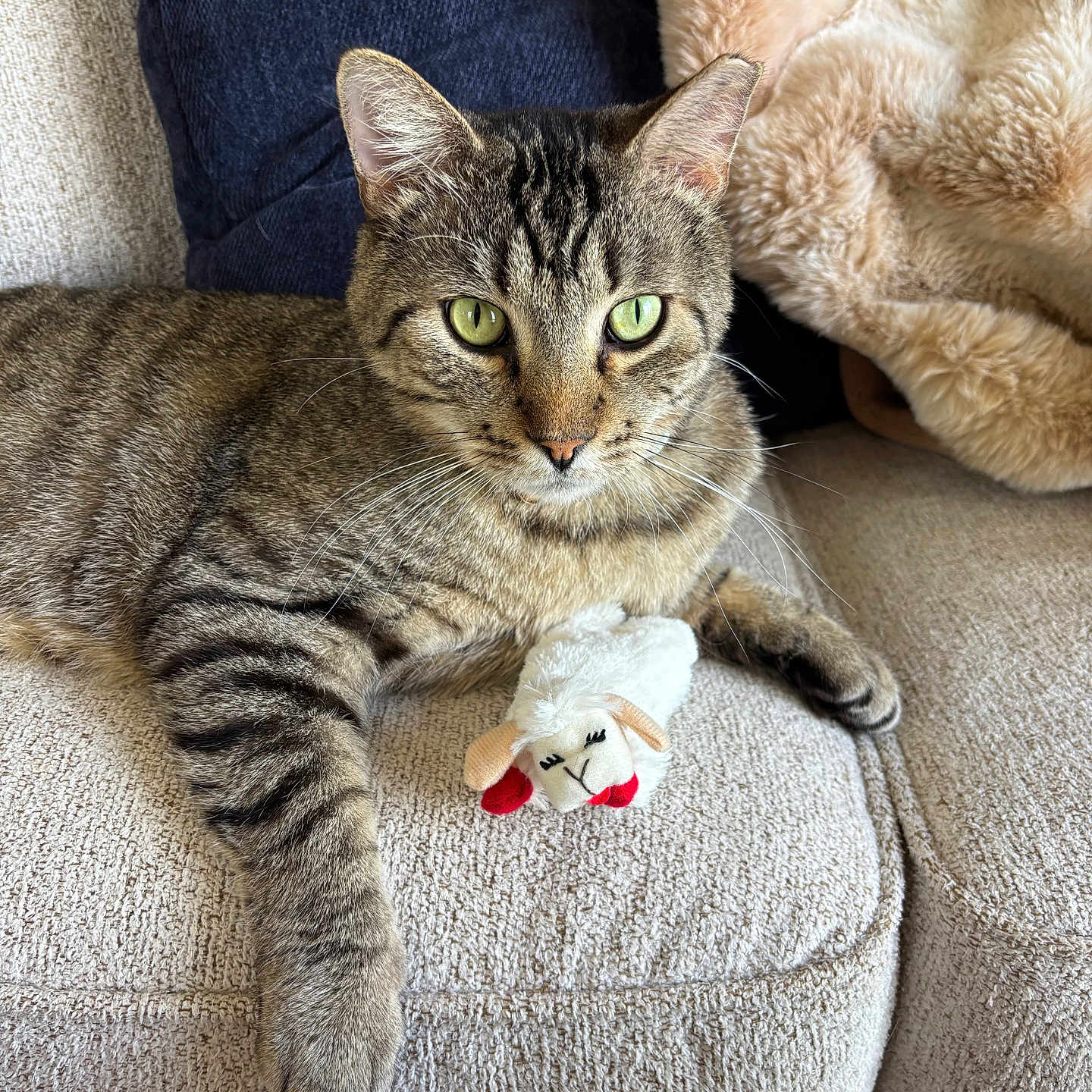 Bart joined the competition — help win amazing prizes! animal, blanket, cat, couch, cozy, fur, furniture, green_eyes, home, indoor, paw, pet, pillow, plush_toy, relaxed, resting, sheep_toy, stuffed_animal, tabby_cat, whiskers