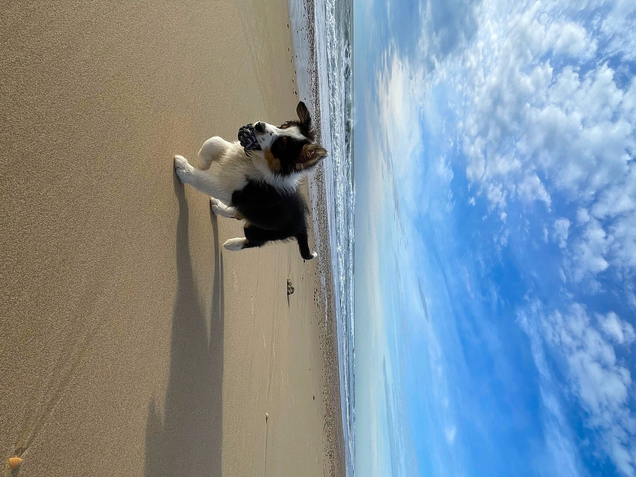 Arrow participe au concours pour gagner de l'argent avec cette photo : automotive_exterior, beach, canidae, carnivore, cloud, companion_dog, concrete, cumulus, dog, dog_breed, electric_blue, landscape, ocean, shadow, sky, sporting_group, tail, water, wind_wave, wood