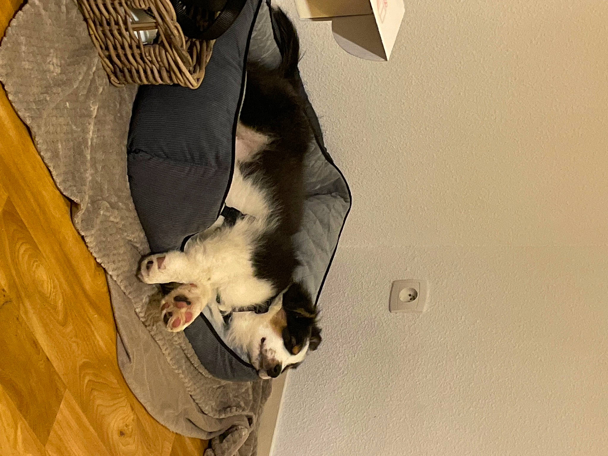 Arrow participe au concours pour gagner de l'argent avec cette photo : canidae, carnivore, claw, companion_dog, dog_breed, fashion_accessory, fawn, felidae, foot, fur, paw, shadow, small_to_medium_sized_cats, snout, sporting_group, tail, whiskers, wing, wood, working_animal