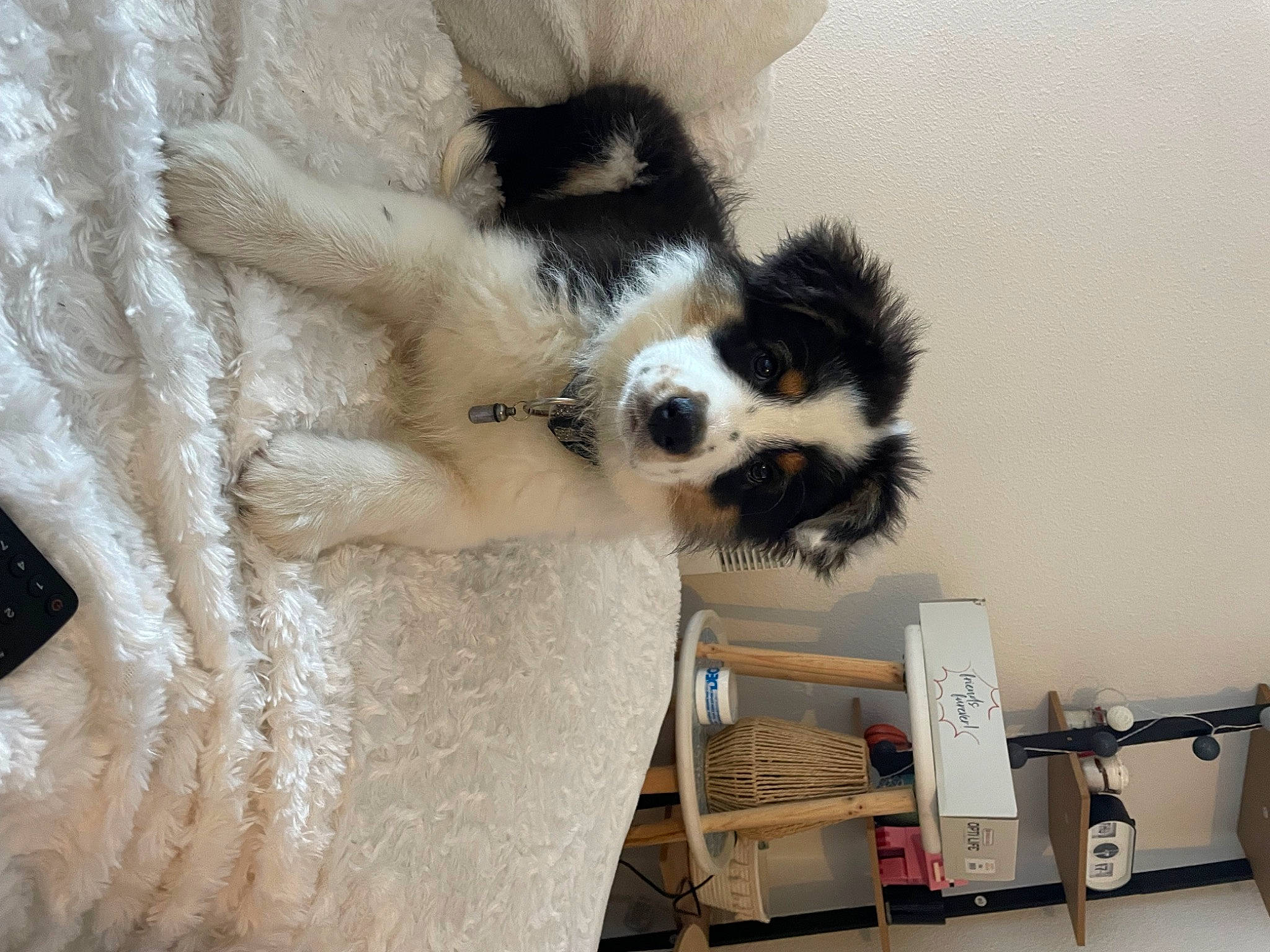 Arrow a rejoint le concours — aidez-le/la à gagner de superbes lots ! canidae, carnivore, claw, comfort, companion_dog, dog, dog_breed, felidae, fur, machine, paw, shelf, sporting_group, terrestrial_animal, toy_dog, whiskers