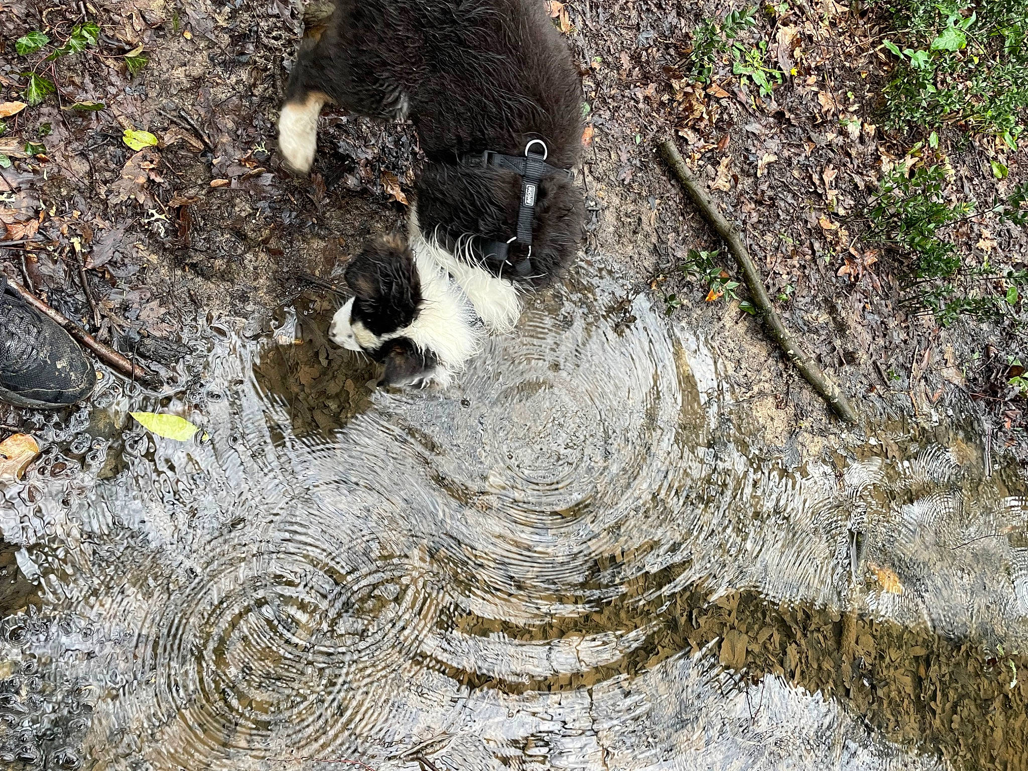 Arrow a rejoint le concours — aidez-le/la à gagner de superbes lots ! art, body_of_water, carnivore, circle, geology, grass, organism, pattern, plant, road_surface, rock, soil, tail, terrestrial_animal, tree, trunk, water, watercourse, wind_wave, wood