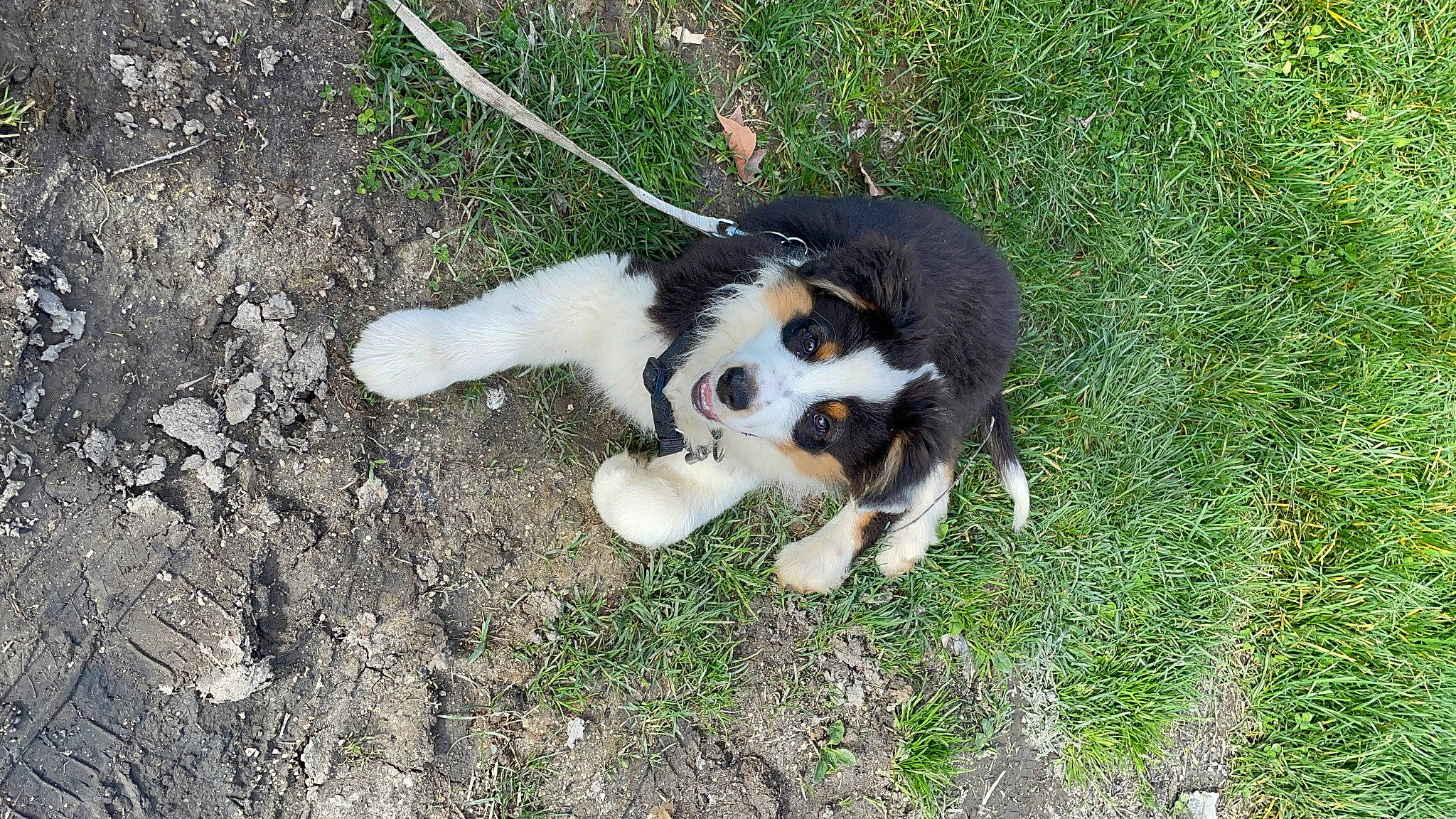 Arrow participe au concours pour gagner de l'argent avec cette photo : canidae, carnivore, cavalier_king_charles_spaniel, companion_dog, dog, dog_breed, fur, grass, herding_dog, plant, sporting_group, tail, terrestrial_animal, working_animal, working_dog